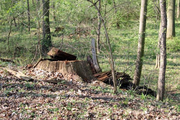 Svatý Mikuláš, Kačina, 14.4.2008
Pařez dubu na staré hrázi na jihozápadním okraji bažantnice. 
Klíčová slova: Svatý Mikuláš Kačina bažantnice