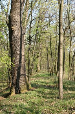 Svatý Mikuláš, Kačina, 14.4.2008
Duby na staré hrázi na jihozápadním okraji bažantnice.
Mots-clés: Svatý Mikuláš Kačina bažantnice