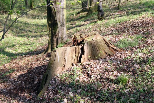 Svatý Mikuláš, Kačina, 14.4.2008
Pařez dubu na staré hrázi na jihozápadním okraji bažantnice.
Klíčová slova: Svatý Mikuláš Kačina bažantnice
