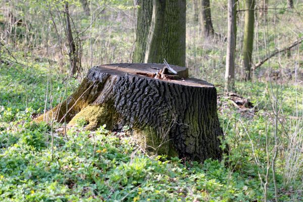 Svatý Mikuláš, Kačina, 14.4.2008
Porost s pařezy dubů na staré hrázi na jihozápadním okraji bažantnice. 
Keywords: Svatý Mikuláš Kačina bažantnice