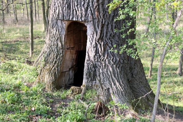 Svatý Mikuláš, Kačina, 14.4.2008
Dub na staré hrázi na jihozápadním okraji bažantnice. 
Klíčová slova: Svatý Mikuláš Kačina bažantnice