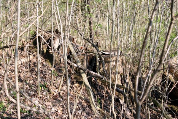 Svatý Mikuláš, Kačina, 14.4.2008
Podříznuté duby na staré hrázi na jihozápadním okraji bažantnice. Komu vadily?
Schlüsselwörter: Svatý Mikuláš Kačina bažantnice