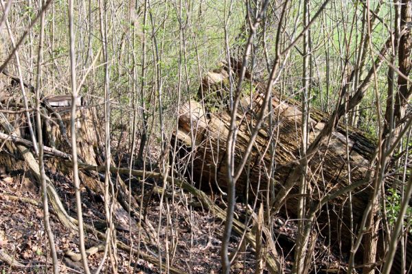 Svatý Mikuláš, Kačina, 14.4.2008
Podříznutý dub na staré hrázi na jihozápadním okraji bažantnice. Komu vadil?
Schlüsselwörter: Svatý Mikuláš Kačina bažantnice