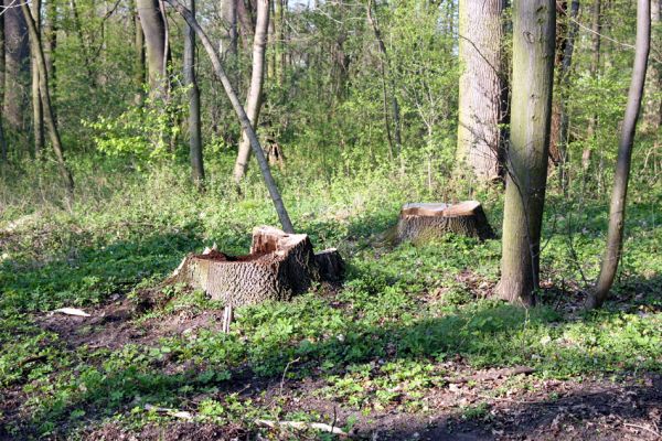 Svatý Mikuláš, Kačina, 14.4.2008
Pařez jasanu s dutinou osídlenou kovaříky Elater ferrugineus.
Schlüsselwörter: Svatý Mikuláš Kačina bažantnice Elater ferrugineus