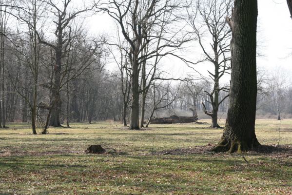 Nové Dvory, 17.3.2012
Kačina, lužní les. 
Klíčová slova: Nové Dvory Kačina Ampedus cardinalis Ischnodes sanguinicollis