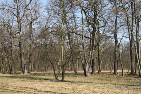 Nové Dvory, 17.3.2012
Kačina, okraj lužního lesa. 
Schlüsselwörter: Nové Dvory Kačina Ischnodes sanguinicollis