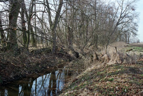 Dlouhé Dvory, 30.3.2005
Stará Klejnárka opouští Kačinu.



Keywords: Nové Dvory Kačina Cucujus cinnaberinus