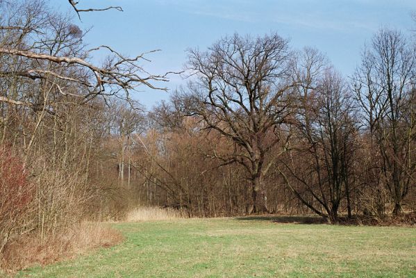 Dlouhé Dvory, 30.3.2005
Kačina - louky v okolí hájovny.


Schlüsselwörter: Nové Dvory Kačina