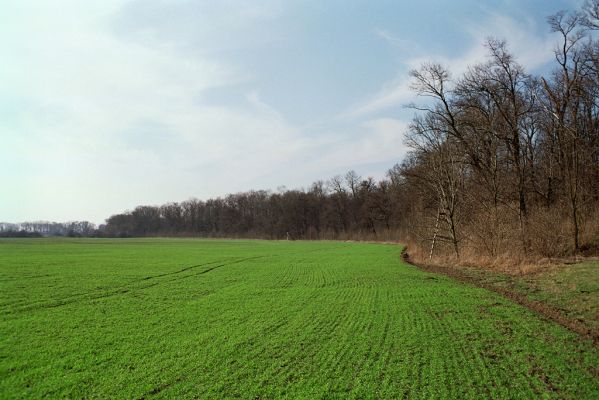 Nové Dvory, 30.3.2005
Kačina - V Kačinách. Pohled na západní výběžek staré hráze. 



Klíčová slova: Nové Dvory Kačina V Kačinách