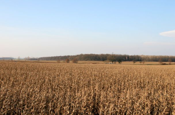 Libřice, les Kaltouz, 11.11.2008
Lužní les na soutoku Výravského a Malostranského potoka. Pohled od jihu.
Schlüsselwörter: Libřice lužní les Kaltouz