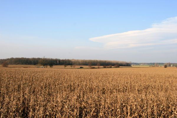 Libřice, les Kaltouz, 11.11.2008
Lužní les na soutoku Výravského a Malostranského potoka. Pohled od jihu.
Schlüsselwörter: Libřice lužní les Kaltouz