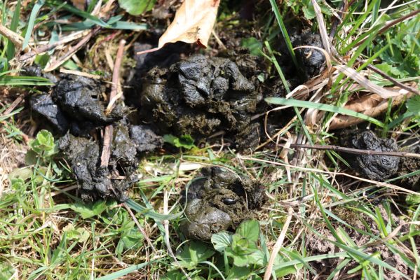 Kamenná Poruba, 14.4.2019
Malá Fatra, dolina Porubského potoka.
Schlüsselwörter: Kamenná Poruba Malá Fatra dolina Porubského potoka Aphodius ater