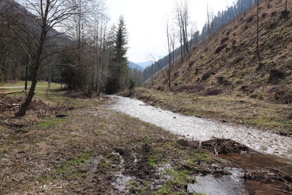 Rajec, 14.4.2019
Malá Fatra, dolina Porubského potoka. Biotop kovaříka Zorochros dermestoides.
Schlüsselwörter: Rajec Malá Fatra Porubský potok Zorochros dermestoides