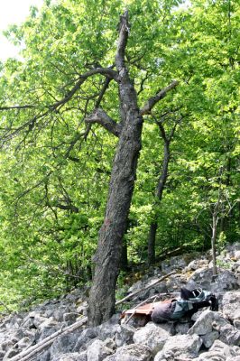 Merboltice, vrch Kamenec, 23.5.2015
Třešeň na horním okraji kamenného moře osídlená krasci třešňovými.
Klíčová slova: Merboltice vrch Kamenec Anthaxia candens krasec třešňový