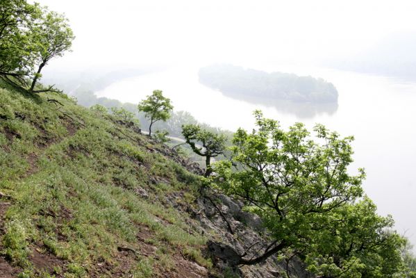 Kamenica nad Hronom, 1.5.2013
Kováčovské kopce. Skaly u Kováčova, pohled na Dunaj. 
Klíčová slova: Kamenica nad Hronom Kováčovské kopce Kováčov Cardiophorus erichsoni discicollis Dunaj