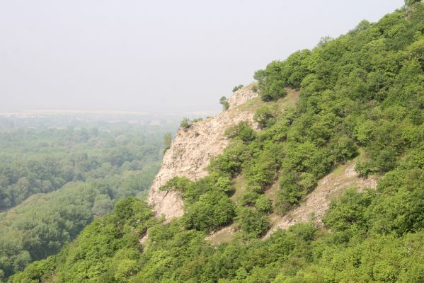 Kamenica nad Hronom, 1.5.2013
Kováčovské kopce. Skaly u Kováčova. 
Klíčová slova: Kamenica nad Hronom Kováčov Kováčovské kopce Skaly Vyšehradská brána Burda Lacon punctatus