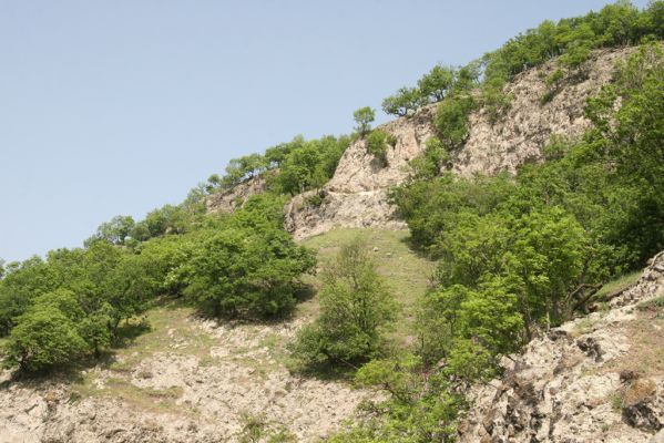 Kamenica nad Hronom, 1.5.2013
Kováčovské kopce. Skaly u Kováčova. 
Schlüsselwörter: Kamenica nad Hronom Kováčov Kováčovské kopce Skaly Vyšehradská brána Burda Lacon punctatus Cardiophorus discicollis erichsoni