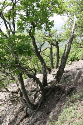 Kamenica nad Hronom, 1.5.2013
Kováčovské kopce. Skaly u Kováčova. 
Schlüsselwörter: Kamenica nad Hronom Kováčov Kováčovské kopce Skaly Vyšehradská brána Burda Lacon punctatus