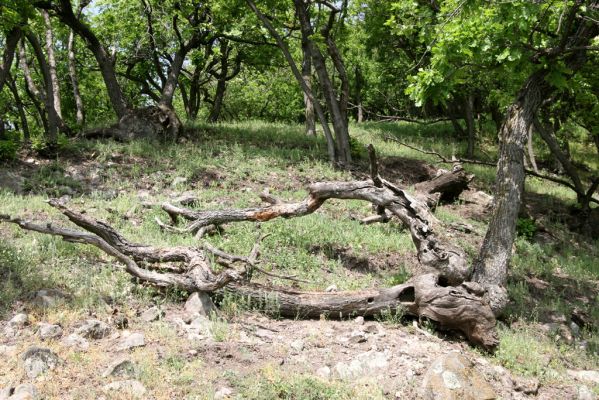 Kamenica nad Hronom, 1.5.2013
Kováčovské kopce. Skaly u Kováčova. 
Schlüsselwörter: Kamenica nad Hronom Kováčov Kováčovské kopce Skaly Vyšehradská brána Burda Lacon punctatus