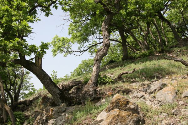 Kamenica nad Hronom, 1.5.2013
Kováčovské kopce. Skaly u Kováčova. 
Klíčová slova: Kamenica nad Hronom Kováčov Kováčovské kopce Skaly Vyšehradská brána Burda Lacon punctatus
