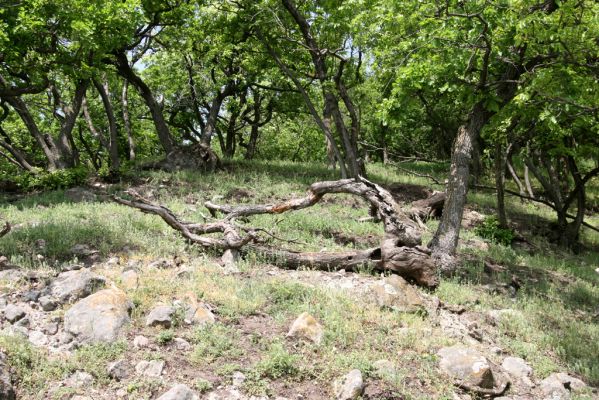 Kamenica nad Hronom, 1.5.2013
Kováčovské kopce. Skaly u Kováčova. 
Klíčová slova: Kamenica nad Hronom Kováčov Kováčovské kopce Skaly Vyšehradská brána Burda Lacon punctatus