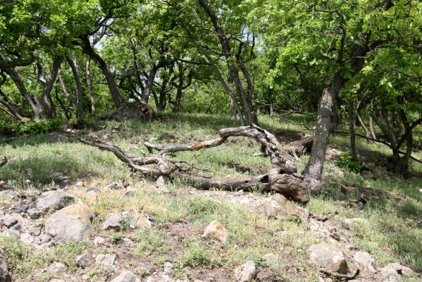 Kamenica nad Hronom, 1.5.2013
Kováčovské kopce. Skaly u Kováčova. 
Mots-clés: Kamenica nad Hronom Kováčov Kováčovské kopce Skaly Vyšehradská brána Burda Lacon punctatus