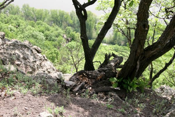 Kamenica nad Hronom, 1.5.2013
Kováčovské kopce. Skaly u Kováčova. 
Klíčová slova: Kamenica nad Hronom Kováčov Kováčovské kopce Skaly Vyšehradská brána Burda Lacon punctatus