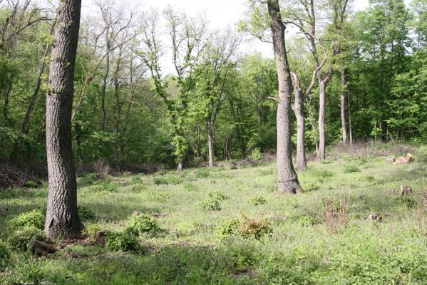 Kamenica nad Hronom, 1.5.2013
Kováčovské kopce, vrch Skaly. 
Klíčová slova: Kamenica nad Hronom Kováčovské kopce Skaly Burda Ampedus sinuatus Prosternon tessellatum Agrypnus murinus