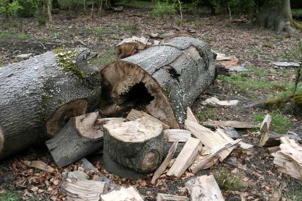 Hluboká nad Vltavou, Stará obora, 18.4.2009
Velký Kameník. Dutina ve středové části kmene buku osídlena kovaříky Crepidophorus mutilatus a Elater ferrugineus.



Klíčová slova: Hluboká nad Vltavou Stará obora Velký Kameník Crepidophorus mutilatus Elater ferrugineus