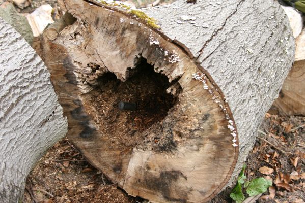 Hluboká nad Vltavou, Stará obora, 18.4.2009
Velký Kameník. Dutina ve středové části kmene buku osídlena kovaříky Crepidophorus mutilatus a Elater ferrugineus.



Klíčová slova: Hluboká nad Vltavou Stará obora Velký Kameník Crepidophorus mutilatus Elater ferrugineus