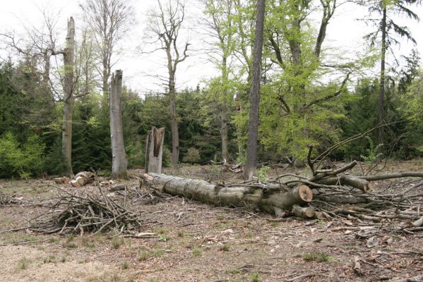 Hluboká nad Vltavou, Stará obora, 18.4.2009
Velký Kameník. Rozlomený buk osídlený kovaříky Crepidophorus mutilatus a Elater ferrugineus.


Klíčová slova: Hluboká nad Vltavou Stará obora Velký Kameník Crepidophorus mutilatus Elater ferrugineus