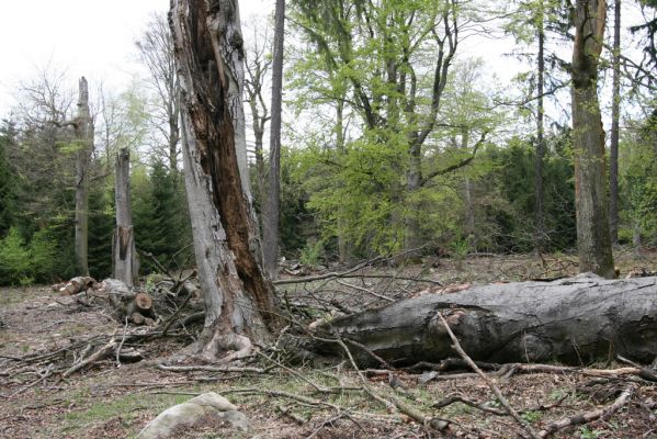 Hluboká nad Vltavou, Stará obora, 18.4.2009
Velký Kameník. Rozlomený buk osídlený kovaříky Limoniscus violaceus.



Mots-clés: Hluboká nad Vltavou Stará obora Velký Kameník Limoniscus violaceus Crepidophorus mutilatus