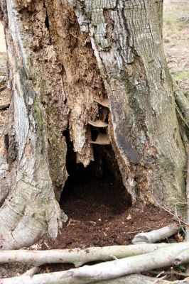 Hluboká nad Vltavou, Stará obora, 18.4.2009
Velký Kameník. Dutina u paty kmene buku osídlena kovaříky Limoniscus violaceus.
Klíčová slova: Hluboká nad Vltavou Stará obora Velký Kameník Limoniscus violaceus