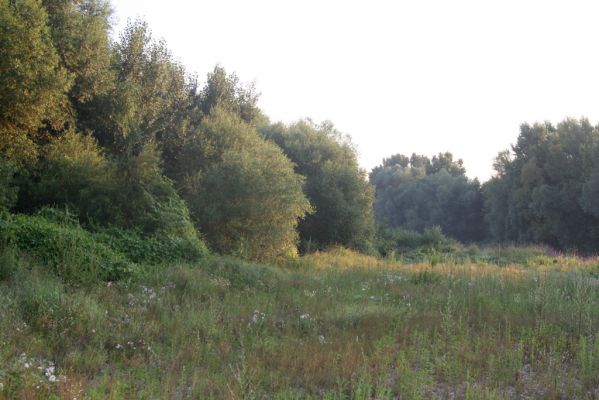 Kamenín, 15.7.2018
Meandry Hronu.
Schlüsselwörter: Kamenín Hron meandry Betarmon bisbimaculatus