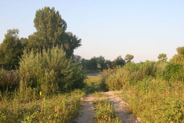 Kamenín, 15.7.2018
Meandry Hronu - pobřežní vegetace.
Mots-clés: Kamenín Hron meandry