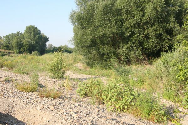 Kamenín, 15.7.2018
Meandry Hronu - stěrkoviště.
Klíčová slova: Kamenín Hron meandry Betarmon bisbimaculatus