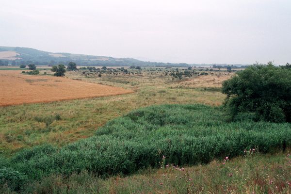 Kamenín, 26.7.2004
Kamenínske slanisko.



Klíčová slova: Kamenín Kamenínske slanisko Agriotes brevis sputator lineatus