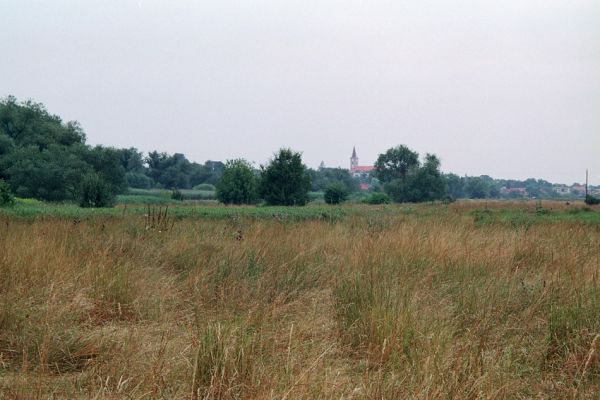 Kamenín, 26.7.2004
Kamenínske slanisko.



Klíčová slova: Kamenín Kamenínske slanisko Agriotes brevis sputator lineatus