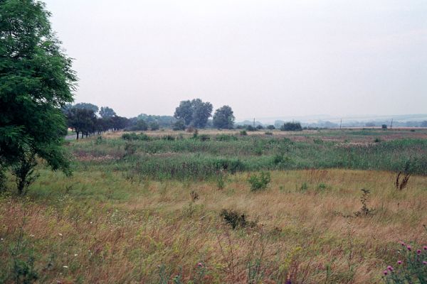 Kamenín, 26.7.2004
Slaniště Čistiny - severní část.


Mots-clés: Kamenín slaniště Čistiny Agriotes brevis sputator lineatus Limonius poneli