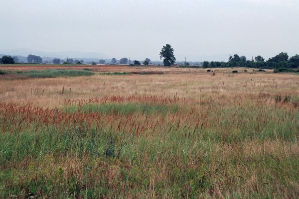 Kamenín, 26.7.2004
Slaniště Čistiny.


Schlüsselwörter: Kamenín slaniště Čistiny Agriotes medvedevi rufipalpis proximus brevis sputator lineatus