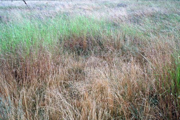 Kamenín, 26.7.2004
Slaniště Čistiny.


Klíčová slova: Kamenín slaniště Čistiny Agriotes medvedevi rufipalpis proximus brevis sputator lineatus