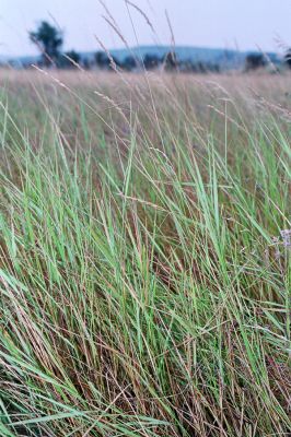 Kamenín, 26.7.2004
Slaniště Čistiny.


Klíčová slova: Kamenín slaniště Čistiny Agriotes medvedevi rufipalpis