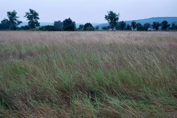 Kamenín, 26.7.2004
Slaniště Čistiny.


Mots-clés: Kamenín slaniště Čistiny Agriotes medvedevi rufipalpis proximus brevis sputator lineatus