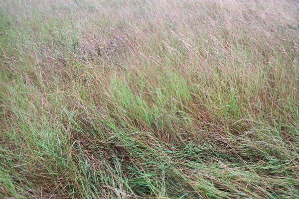 Kamenín, 26.7.2004
Slaniště Čistiny.


Klíčová slova: Kamenín slaniště Čistiny Agriotes medvedevi rufipalpis proximus