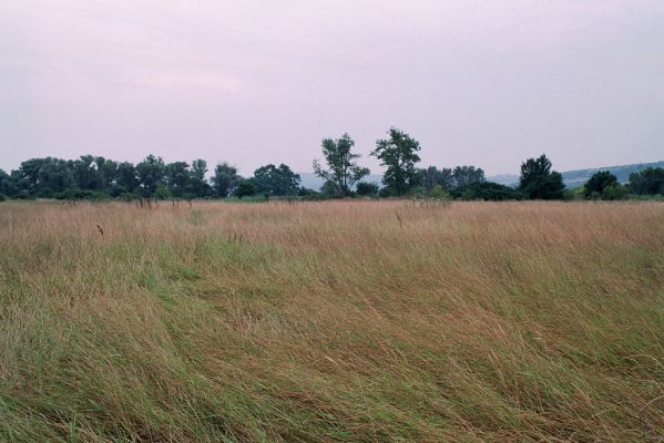 Kamenín, 26.7.2004
Slaniště Čistiny.



Klíčová slova: Kamenín slaniště Čistiny Agriotes proximus brevis sputator lineatus