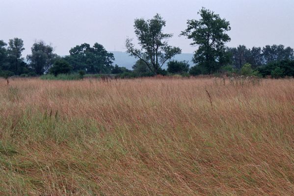 Kamenín, 26.7.2004
Slaniště Čistiny.


Klíčová slova: Kamenín slaniště Čistiny Agriotes proximus brevis sputator lineatus