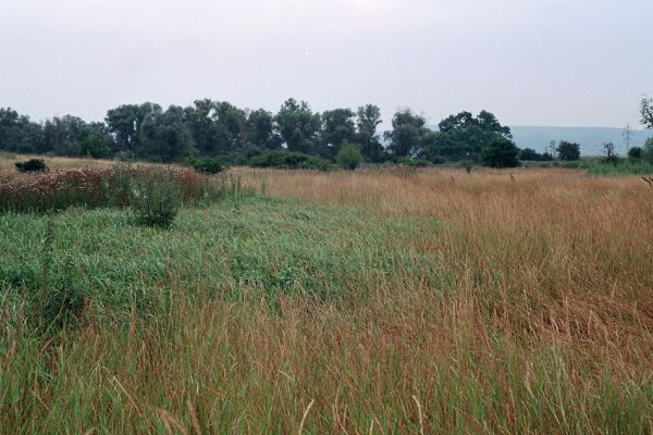 Kamenín, 26.7.2004
Slaniště Čistiny.


Klíčová slova: Kamenín slaniště Čistiny Agriotes proximus brevis sputator lineatus