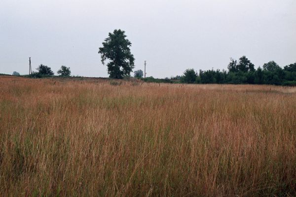 Kamenín, 26.7.2004
Slaniště Čistiny.



Schlüsselwörter: Kamenín slaniště Čistiny Agriotes proximus brevis sputator lineatus