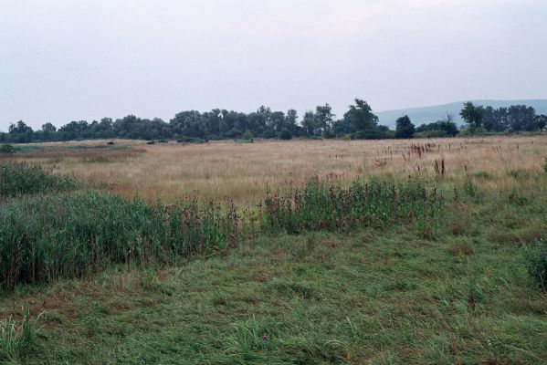 Kamenín, 26.7.2004
Slaniště Čistiny.


Klíčová slova: Kamenín slaniště Čistiny Agriotes medvedevi rufipalpis proximus brevis sputator lineatus