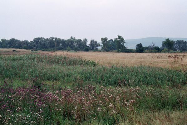 Kamenín, 26.7.2004
Slaniště Čistiny.



Klíčová slova: Kamenín slaniště Čistiny Agriotes proximus brevis sputator lineatus